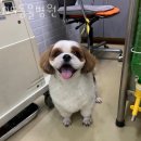 DS동물병원 네이버블로그