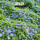 남해-313 | 진주 월아산 숲속의진주 수국축제 우드랜드 정원박람회 주차장 축제기간 실시간 개화현황