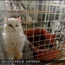 낭만고양이(운정점) 이미지