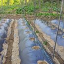 에덴시아 이미지