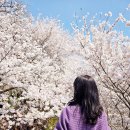 동네쉼터 | 서울 벚꽃 명소 양재천 벚꽃 축제 카페거리 수변문화쉼터 위치