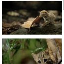 세상에서 가장 작은 고양이 (심쿵주의) 이미지