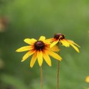 쉼터사슴 이미지