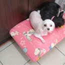 마티애견 이미지