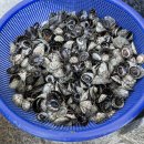 울릉도아리랑따개비칼국수 이미지