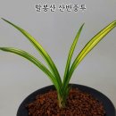 남원종자 이미지
