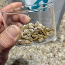 퍼펙트독 | [다니에르 리뷰] 알러지사료 더 퍼펙트밀 어덜트 독 오리 가수분해 성견용 사료 후기