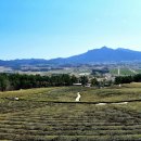 덕진농장 이미지