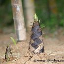 우후죽순 이미지