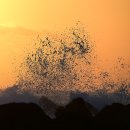 오시리아 이미지