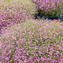 블루 아리아 이미지