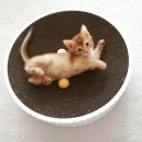 개인화물1278 | 고사남 고양이분양후기에요~!