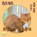 미스터 그루밍 | 고양이 미용 후기✨ 문산 소중하냥, 알로펫시아 걱정 끝!