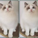 젤로돌스 이미지