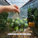 금동이네 | 제주 서귀포 9월 10월 귤따기 체험 추천 금동이네 제주도 감귤체험