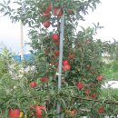 샛터농장 이미지