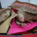 멍이랑옹이랑 이미지