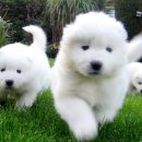 못된강아지 이미지