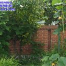 곡성-245 네이버블로그