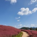 핑크뮬리 이미지