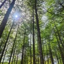 269차 양구 펀치볼 둘레길 이미지