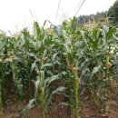 송함농장 이미지