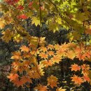 번역행정사 사무소 이미지