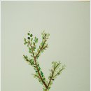 물빛의 수채캘리그라피 이미지