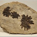 포항바다화석박물관 이미지