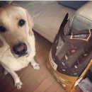 펫 로드스타 컴퍼니 이미지