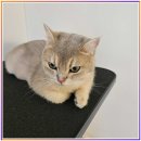 고로롱 무마취 냥 살롱 | 평내동 고양이 미용 고민이라면? 첫 미용부터 안심할 수 있었던 이유