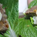 놀부 족발 보쌈 express 이미지