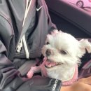 쿠쿠펫(KOOKOOPET) 이미지