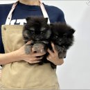 강아지분양 마이댕냥 일산점 | 이쁜 아이들이 정말 많은 강아지분양 마이댕냥 일산점 일산