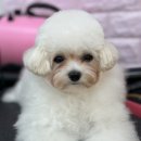 포그나개 이미지