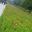 산책길의 꽃양귀비 이미지