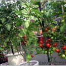 기독교농촌개발원 이미지