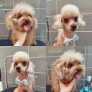 독한마캣 이미지