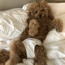 개팔자 상팔자 이미지