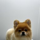 호붕이