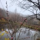 봄꽃에내린단비 이미지