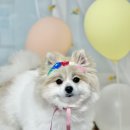 멍멍1길 23 네이버블로그