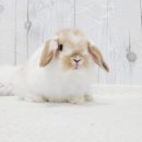 대한토끼 이미지