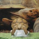 이동 동물수업-설가타 거북 이미지
