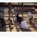 경북 군위 휴게소에 있는 토끼들 이미지