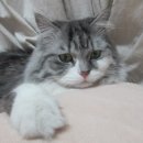 까치공원 앞 이미지