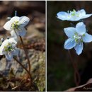 한국의 자원식물. 봄바람에 봄을 전하는 바람꽃, 변산바람꽃[竹節香附] 이미지