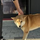 후라이드바삭킹강원대점 이미지