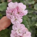 오덴시외소피<b>아덴</b>