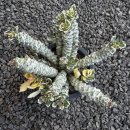 리치아이 이미지